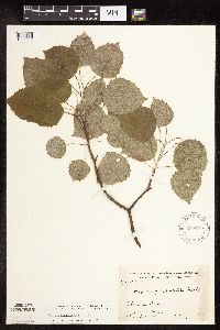 Populus grandidentata image