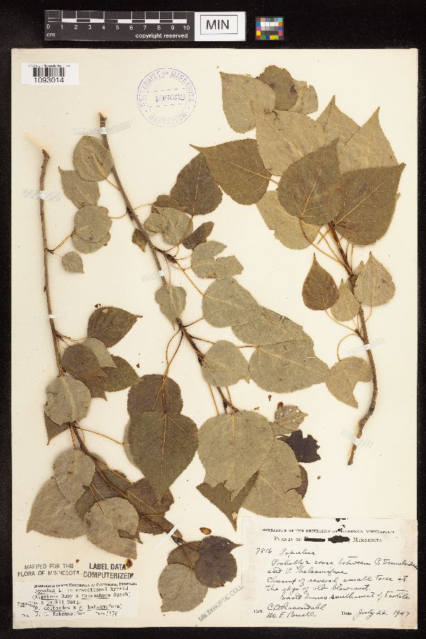 Populus x jackii image