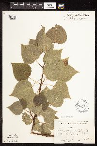 Image Associated With the Occurrence