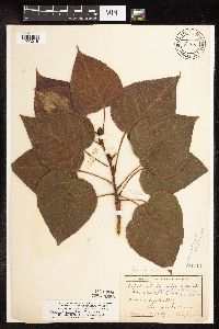 Image Associated With the Occurrence