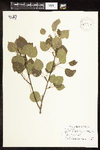 Populus tremuloides image