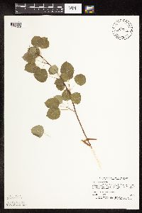 Populus tremuloides image