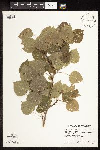 Populus tremuloides image