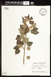 Populus tremuloides image