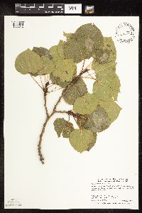 Populus tremuloides image