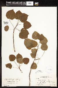 Populus tremuloides image