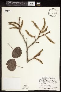 Populus tremuloides image