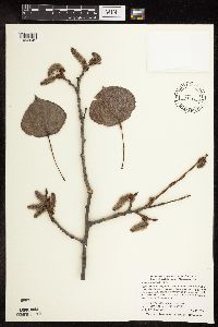 Populus tremuloides image