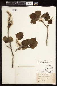Populus tremuloides image