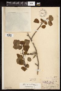 Populus tremuloides image