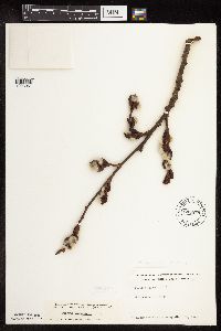 Populus tremuloides image