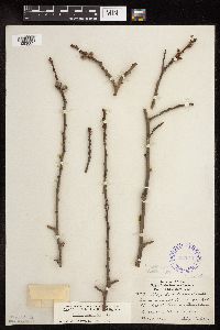 Populus tremuloides image