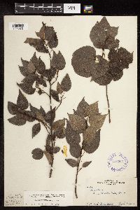 Populus tremuloides image