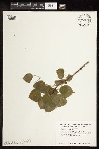 Populus tremuloides image
