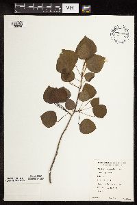 Populus tremuloides image