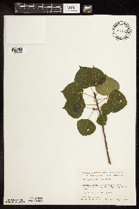 Populus tremuloides image