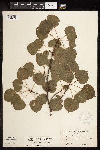 Populus tremuloides image