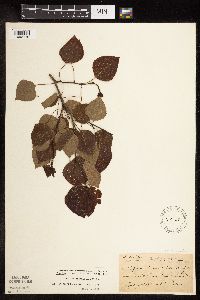 Populus tremuloides image