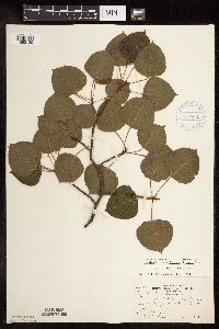 Populus tremuloides image