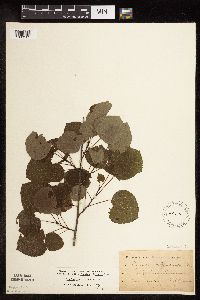 Populus tremuloides image