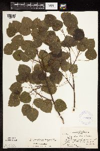 Populus tremuloides image