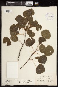 Populus tremuloides image