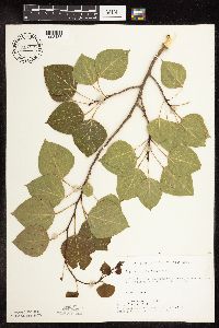 Populus tremuloides image