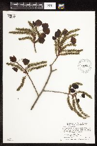 Populus tremuloides image