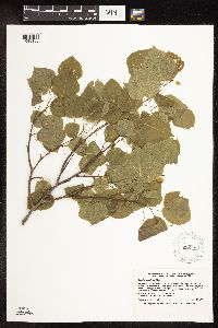 Populus tremuloides image