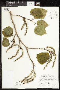 Populus tremuloides image