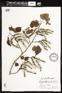Populus tremuloides image