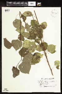 Populus tremuloides image