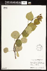 Populus tremuloides image