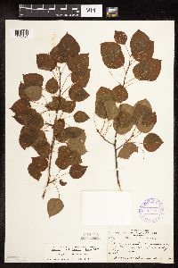 Populus tremuloides image