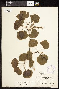 Populus tremuloides image