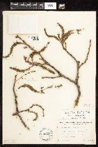 Populus tremuloides image