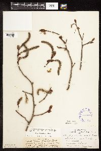 Populus tremuloides image