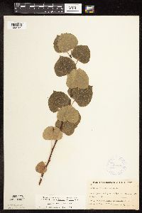 Populus tremuloides image
