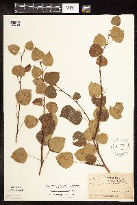 Populus tremuloides image
