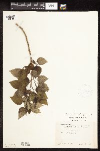 Populus tremuloides image