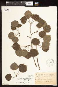 Populus tremuloides image