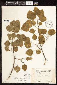 Populus tremuloides image