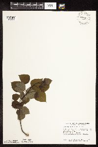 Populus tremuloides image