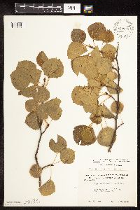 Populus tremuloides image