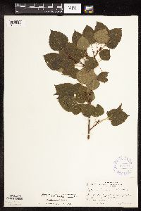 Populus tremuloides image