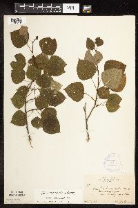 Populus tremuloides image