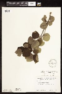 Populus tremuloides image