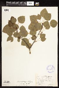 Populus tremuloides image