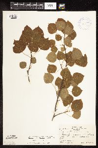 Populus tremuloides image