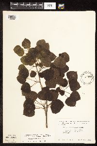 Populus tremuloides image
